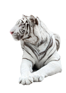 white bengal tiger isolated