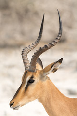 Portrait of a Blackfaced Impala