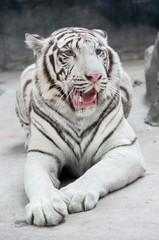white bengal tiger