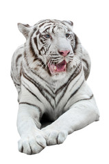 Obraz premium white bengal tiger isolated