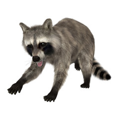 Obraz premium Raccoon on White