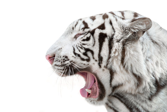 white bengal tiger isolated