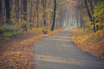 Obraz premium Asphalt alley in the autumn park covered with brown leaves