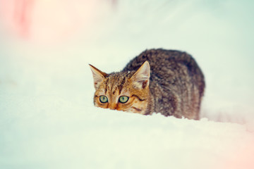 Hunter cat sneaking in the snow