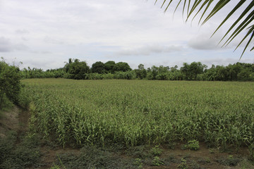 Obraz premium corn fields