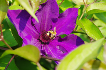  flower purple clematis with bee closeup