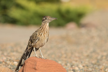 Greater Roadrunner