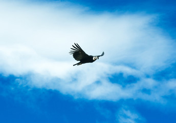 condor