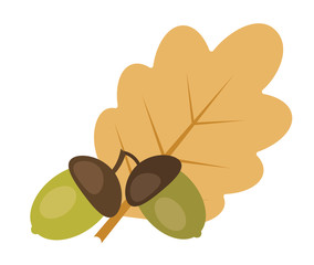 Two acorns and oak leaf