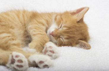 Fototapeta na wymiar sleeping ginger kitten on a white bedspread