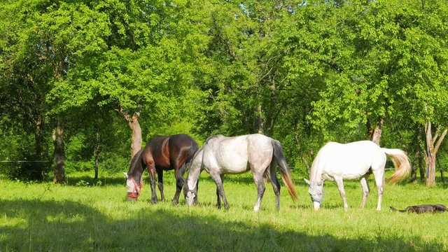 A family of horses graze in the apple orchard