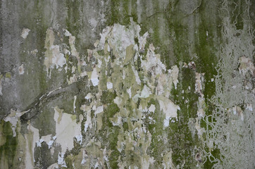 crack concrete wall with grunge texture and moss green algae , texture background