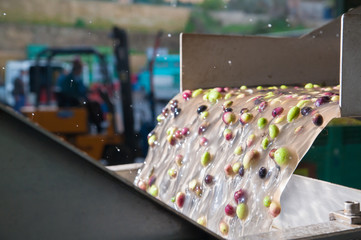 The process of olive cleaning and defoliation in a modern oil mill