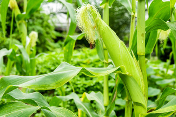 corn in the fields, corn farm, corn on tree