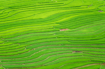 argriculture of green terraced rice fields in mountain of sapa vietnam in aerial view 