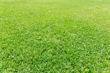 grass texture