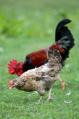 Close up of rooster and hen on traditional rural poultry farm