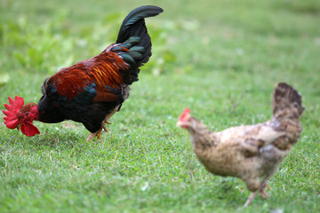 Colorful rooster and hen on a blurred background