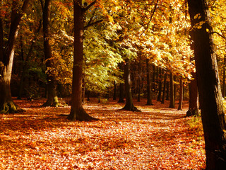 Beautiful autumnal forest photography