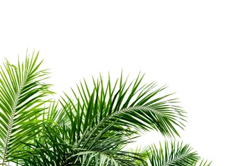 Crédence de cuisine en plexiglas Palmier Feuilles de palmier isolés sur blanc