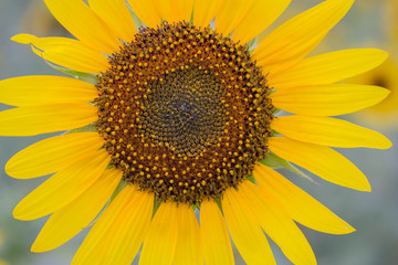 Naklejka premium sunflower