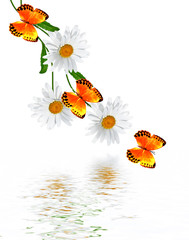 daisies summer white flower isolated on white background