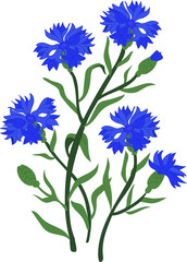 Branch of blue cornflowers. Vector illustration, isolated vector