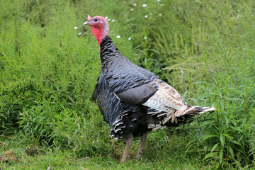  Close up of a beauty turkey in the poultry yard