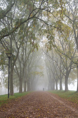 Path between two rows of trees with yellow leaves in a foggy autumn morning - Ferrara, Italy