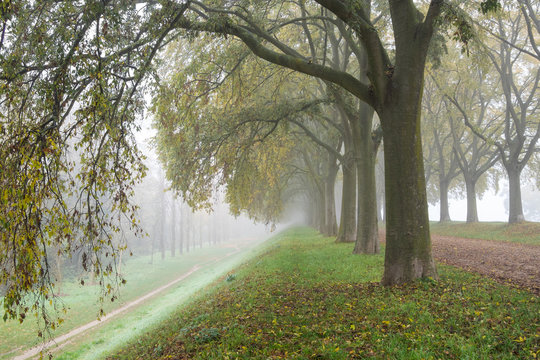 Row of trees with yellow and green leaves in a foggy autumn morning - Ferrara, Italy