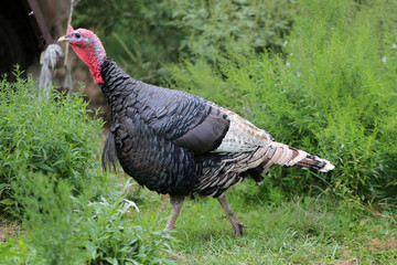 Young turkey on a background of green grass