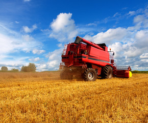Fototapeta premium Combine harvesting wheat