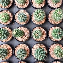 Cactus in the garden
