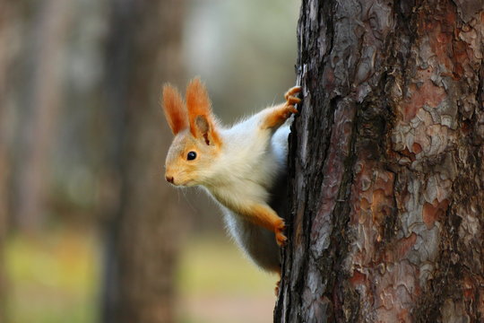 Little squirrel in the autumn wood. © sangri