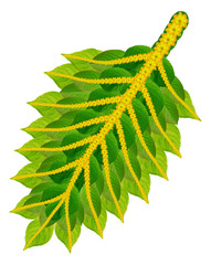 Christmas  Holly green leaf