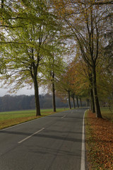 Country road with beech trees in autumn, Lower Saxony, Germany, Europe