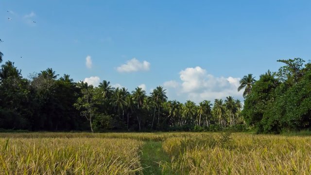 Moving couds over a paddy field time lapse video