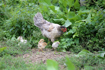 Hen and newly hatched chickens