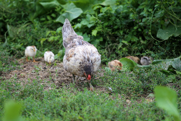 Hen and her newly hatched chickens in poultry yard