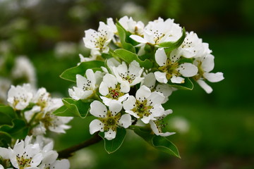 Flowering pear