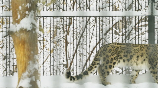 Snow leopard walks in the zoo in the winter
