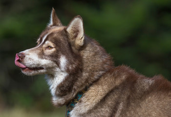 chien husky