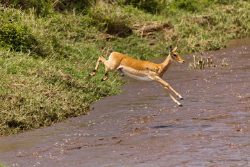 Impala durchquert Fluß