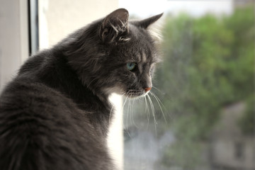 Beautiful grey cat lying on window board, close up