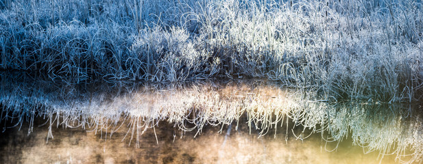 Bluegrass bushes. Morning dawn on ice and frost covered wetland foliage.  Encrusted marsh reeds and foliage emit a cool blue light in the early morning light.
