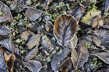 Foglie