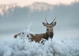 Deurstickers Red deer in winter © giedriius