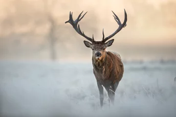 Photo sur Plexiglas Cerf Cerf élaphe en hiver