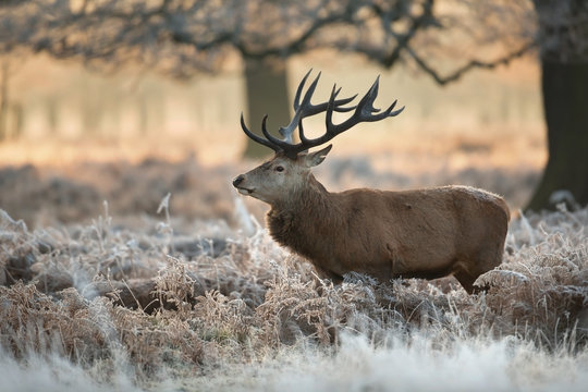 Red deer in winter