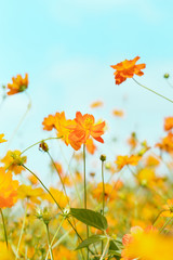 Cosmos blooming